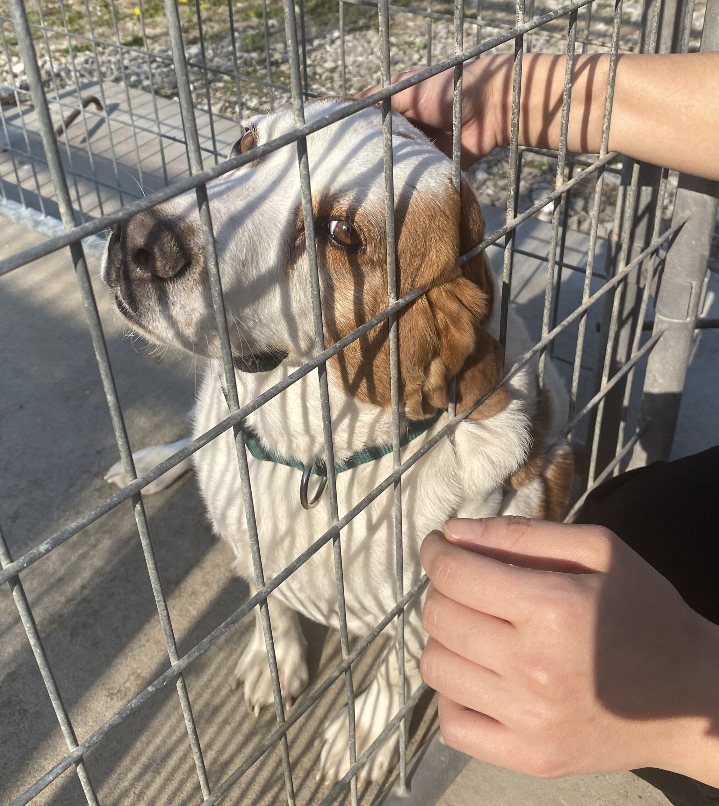 Thumper, a beagle, being pet through a cage