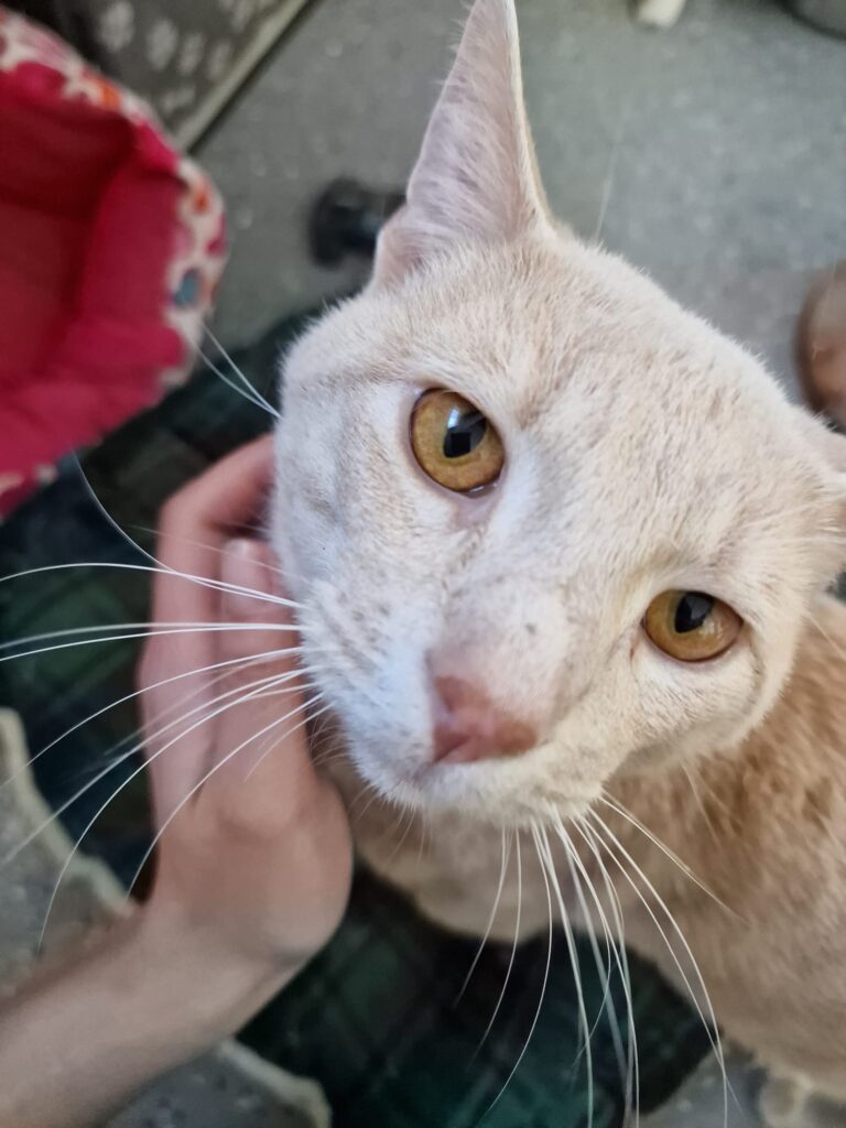 tortilla-the-cute-baby
